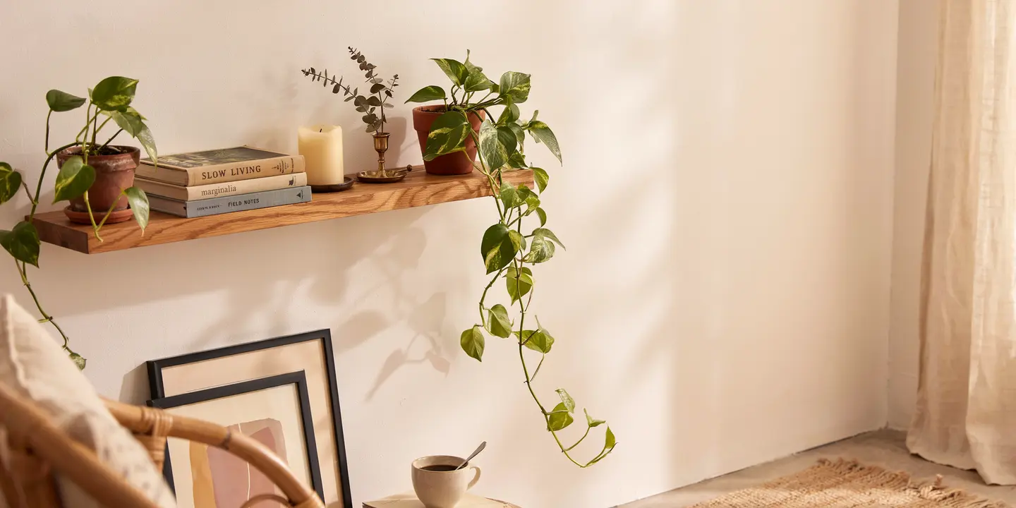 Pothos section