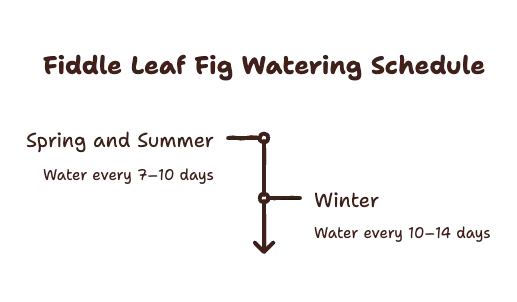 Fiddle Leaf Fig