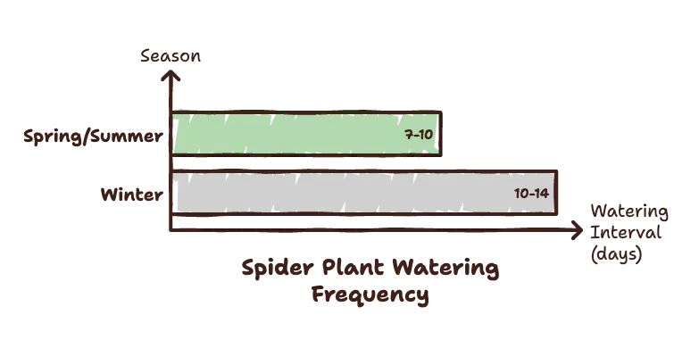 Spider Plant