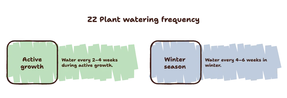 ZZ Plant