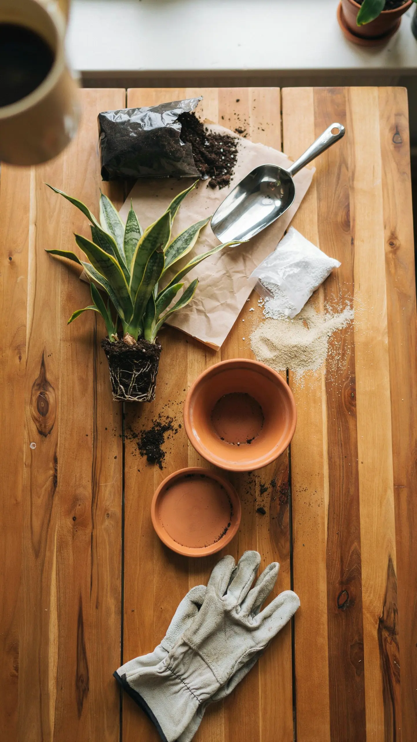Best Soil & Pot