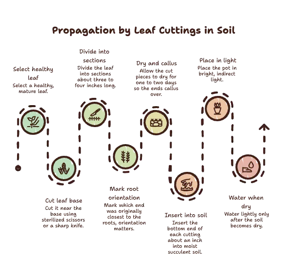 Propagation by Leaf Cuttings in Soil