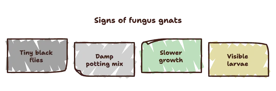 Fungus Gnats