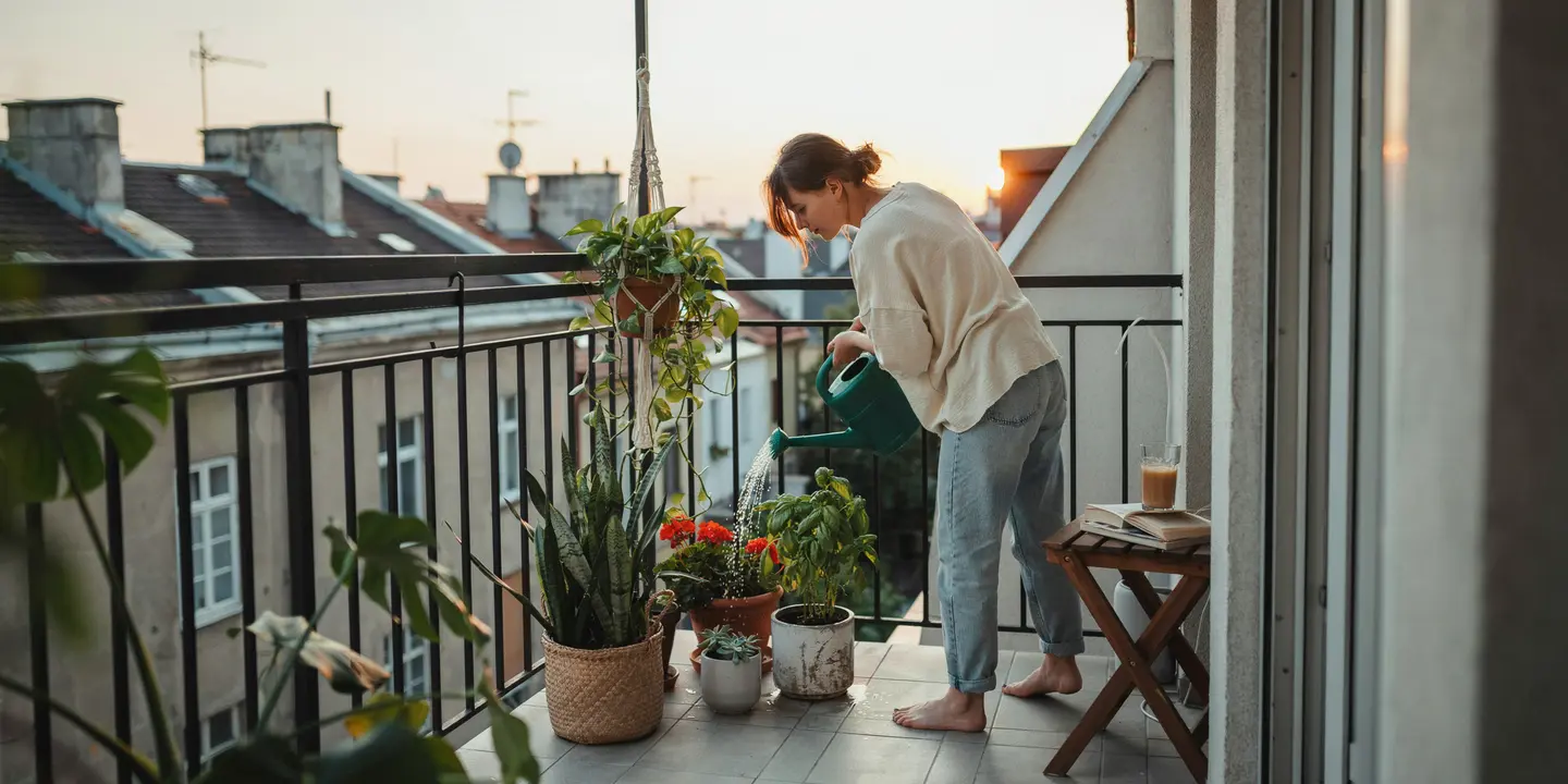 Is It Okay to Water Plants in the Evening?